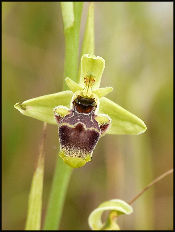 Ophrys conradiae